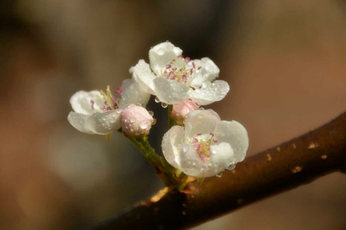 秋木箐梨花摄影节_副本