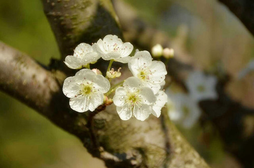 秋木箐梨花盛开_副本