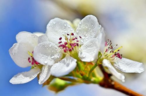 秋木箐梨花盛开