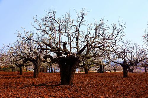上百年的古梨树