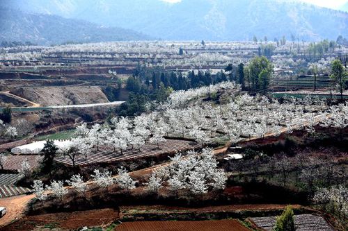 秋木箐成片的梨树